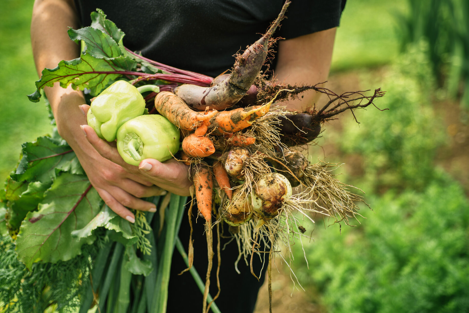 Gemüse und Obst selbst anbauen Tipps und Tricks Patentrezepte